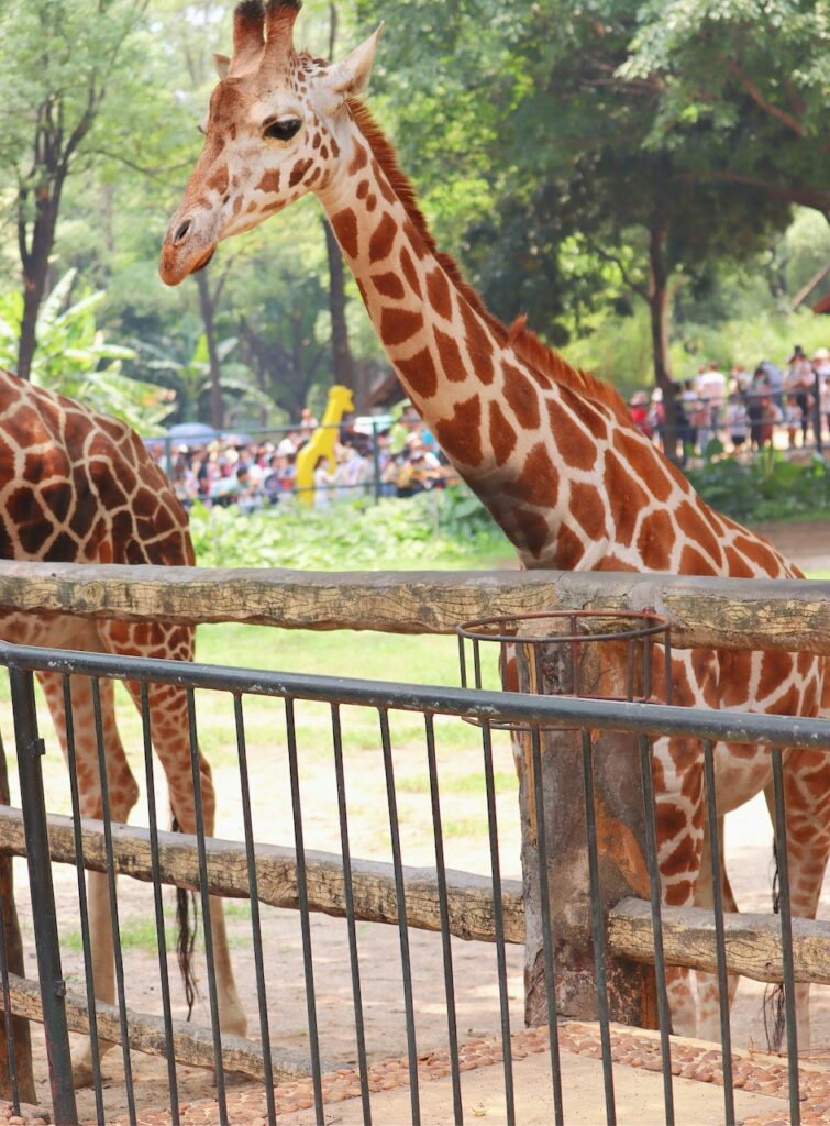 Giraffes at the zoo