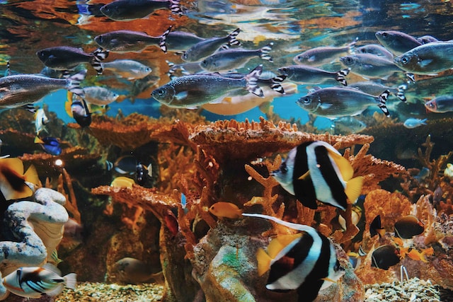 Striped and other fish swimming in an aquarium